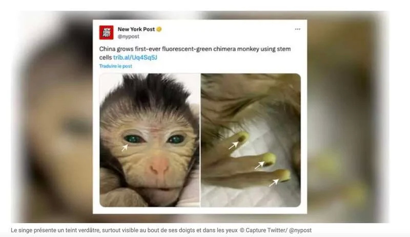 上海的实验室里诞生了一只“嵌合”猴子